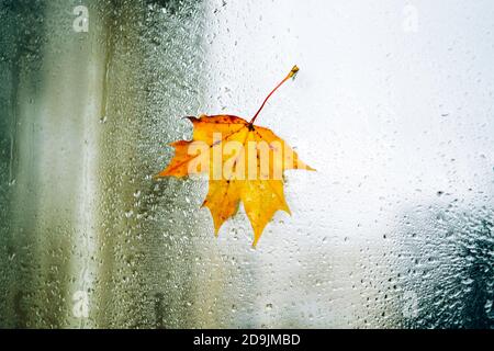 Yellow autumn maple leaf on window glass with rain drops Stock Photo