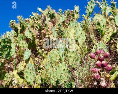 Prickly Pear cactus with figs in wild nature Stock Photo