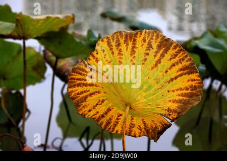 The withered lotus shows the arrival of autumn in Huai'an city, east ...