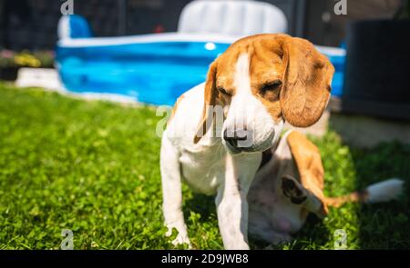 Beagle dog scratching himself in garden. Dog on grass in shade. Stock Photo