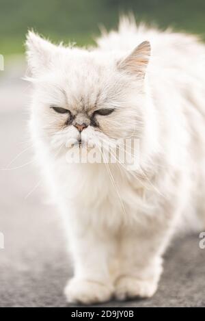White persian cat with black Tear Stains under eyes. Stock Photo
