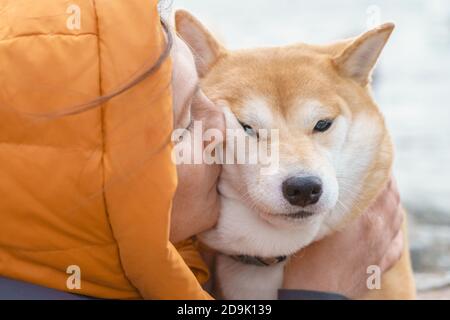 Two red dogs, Japanese Laika, Siba-inu breed, are wearing a red scarf, a symbol of Christmas. Concept meeting New Year and friendship. High quality photo Stock Photo