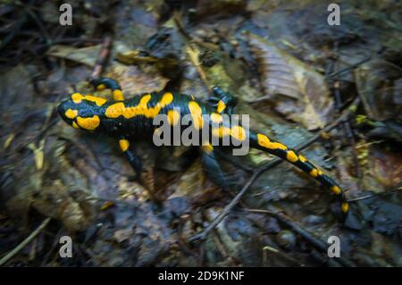 The Fire Salamander, Salamandra salamandra, in Podyji National Park, Thayatal, South Moravian Region, Czech Republic, May 11, 2013. (CTK Photo/Libor S Stock Photo