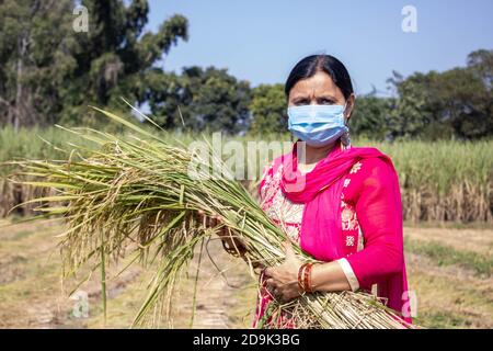 A Woman holding paddy in Hand in Corona pandemic. . High quality photo Stock Photo