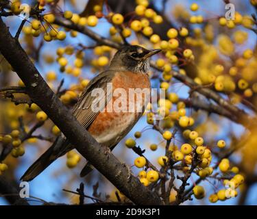 American Robin (Turdus migratorius), standing on a branch of a golden crabapple tree covered in autumn fruit Stock Photo