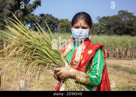 Indian Girl holding paddy in hand Corona pandemic. India is one of the world's largest producers of rice. High quality photo Stock Photo