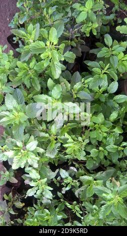 Holy basil, Ocimum tenuiflorum also called tulsi plants Stock Photo