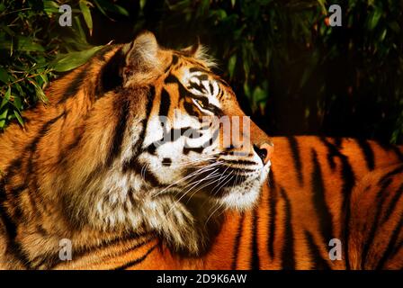 Female Siberian Tiger in a natural environment. Stock Photo