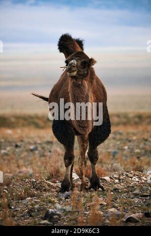 Bactrian camel in the steppes of Mongolia. the transport of the nomad. A herd of Animals on the pasture. Stock Photo