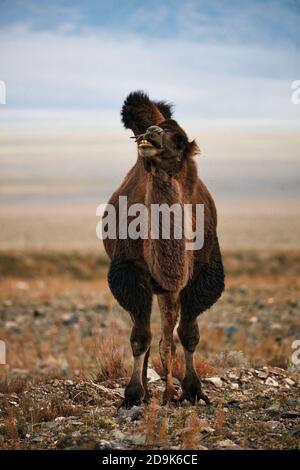 Bactrian camel in the steppes of Mongolia. the transport of the nomad. A herd of Animals on the pasture. Stock Photo