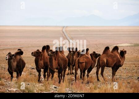 Bactrian camel in the steppes of Mongolia. the transport of the nomad. A herd of Animals on the pasture. Stock Photo