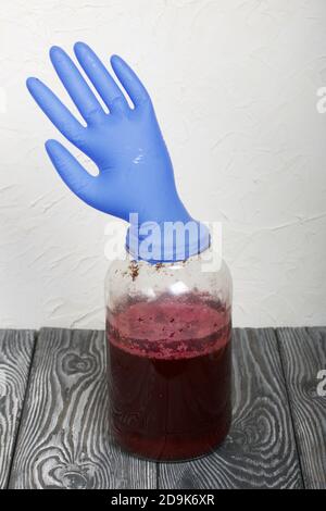 A rubber glove on a can of fermenting grape juice. I was puffed up by the gases released during fermentation. Homemade wine at home. Stock Photo