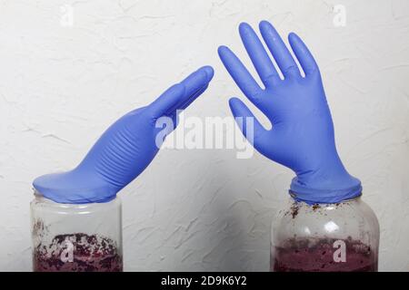 Rubber gloves on cans of fermenting grape juice. We pouted from the gases released during fermentation. Homemade wine at home. Stock Photo