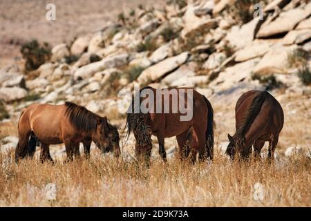 Mongolian horse in Mongolian steppe. Symbol of nomadic life. Stock Photo