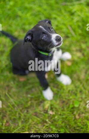 Adorable portrait of amazing healthy and happy black and white border collie puppy. Border Collie puppy in nature Stock Photo