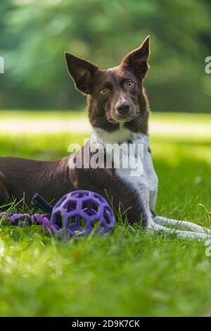 Happy brown and white border collie dog with tongue sticking out lying down in green grass with yellow flowers. Summer day in a meadow. Stock Photo