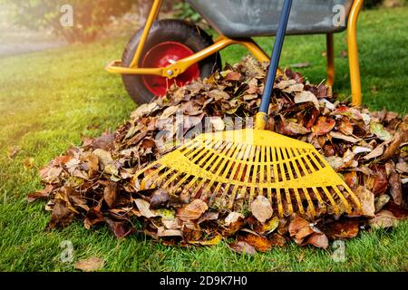 raking fallen autumn leaves in the garden on sunny fall day. leaf pile and rake Stock Photo