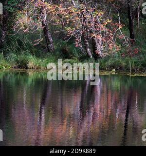 Rowan trees reflected in small lochan, near Salen, Sunart, Lochaber, Highland, Scotland. Stock Photo