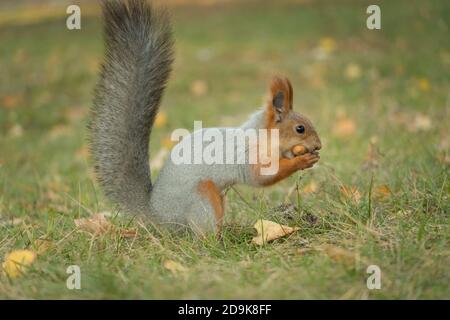 A squirrel with a fluffy tail nibbles nut. Wild nature, gray squirrel in the autumn forest. Squirrel eats close-up. Zoology, mammals, nature. Small ro Stock Photo