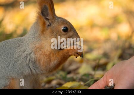 A squirrel with a fluffy tail nibbles seeds. Wild nature, gray squirrel in the autumn forest. Squirrel eats close-up. Zoology, mammals, nature. Small Stock Photo