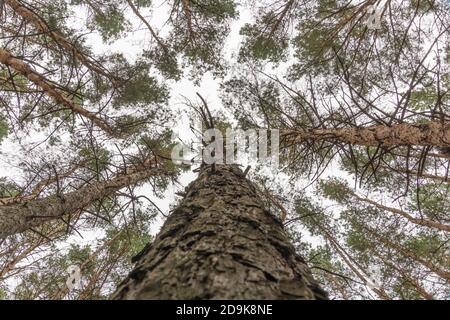 The tops of the pines From Low Angle. Look up into the treetops. Bottom view background. Treetops framing the sky. Coniferous forest. Tall prickly pin Stock Photo