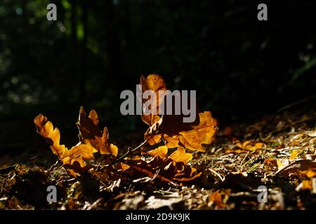 Fallen Oak Tree branch with golden brown autumn leaves on the wooded ground, Harrogate, North Yorkshire, England, UK. Stock Photo