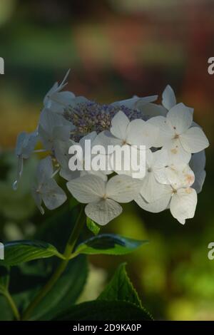 Lace-cap flowerheads of the Hydrangea macrophlla, mareisii grandiflora Stock Photo