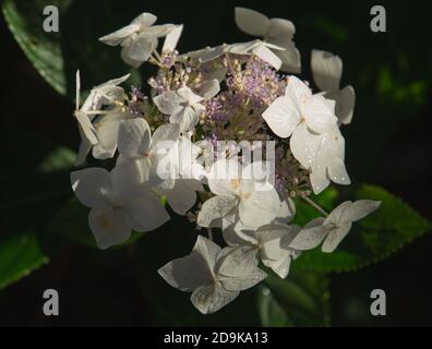 Hydrangea macrophylla, mariesii gandiflora in bloom Stock Photo