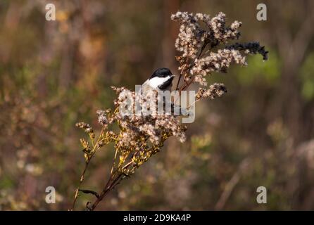 A Black-Capped Chickadee forages for food in a meadow Stock Photo