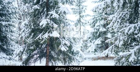 Winter forest with Christmas trees in the snow. Christmas and New Year mood. Long banner Stock Photo