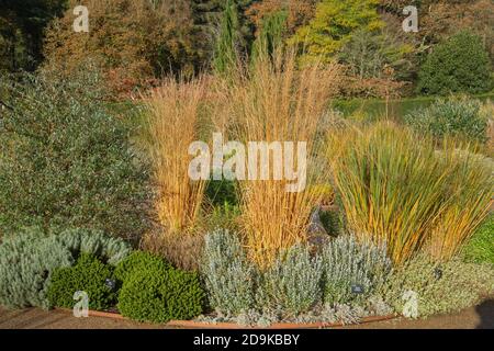 Molinia reed grass adding golden colour to the garden borders Stock Photo