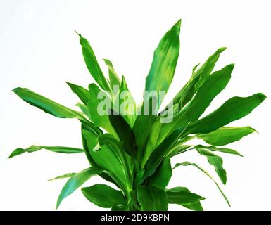 Dracaena Fragrans green leaves close up isolated on white background Stock Photo
