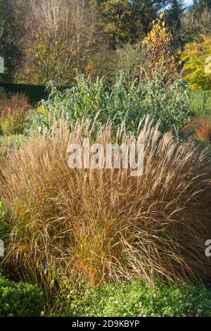 miscanthus sinensis adagio