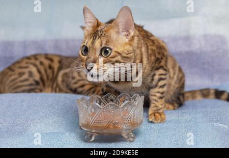 Young bengal cat resting and playing on a blue bed Stock Photo