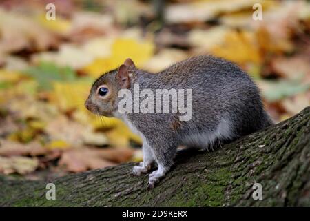 Grey squirrel extremely close up photo. Blurry yellow background. Cute squirrel eats nuts in the autumn forest. Nature photography. Stock Photo