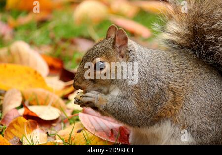 Grey squirrel extremely close up photo. Blurry yellow background. Cute squirrel eats nuts in the autumn forest. Nature photography. Stock Photo