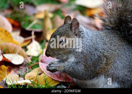 Cute squirrel eats nuts in the autumn forest. Colorful leaves background. Fall nature photography. Colors of the autumn. Stock Photo