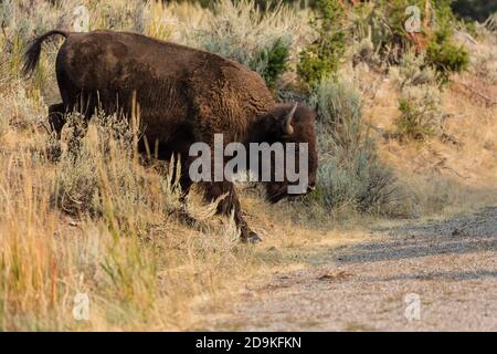 An American Bison walks onto a road in Yellowstone National Park in Wyoming, USA. Stock Photo