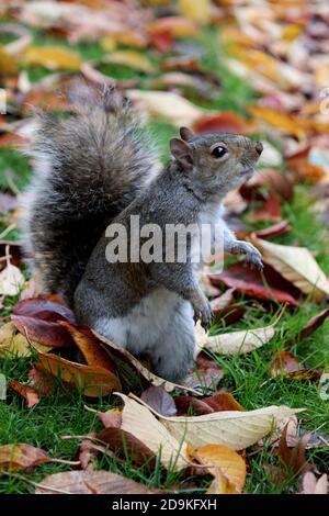 Cute squirrel eats nuts in the autumn forest. Colorful leaves background. Fall nature photography. Colors of the autumn. Stock Photo