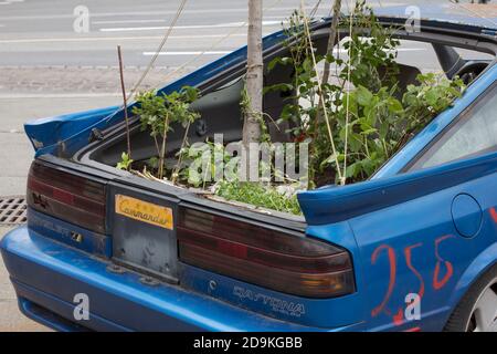 Urban gardening, old cars in which it blooms and grows. Stock Photo