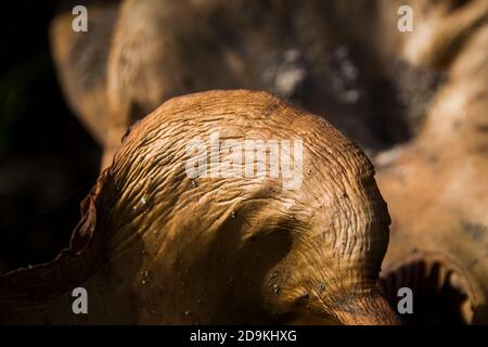 Beautiful set of wild mushrooms on the forest ground with gorgeous light enhancing the composition Stock Photo
