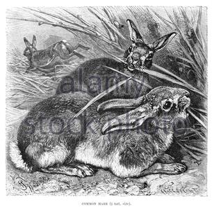 Common Hare, vintage illustration from 1894 Stock Photo