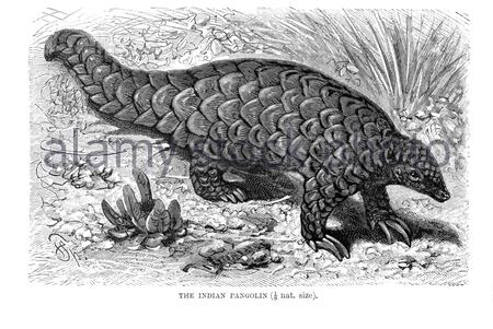 Indian Pangolin, vintage illustration from 1894 Stock Photo