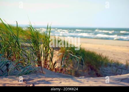 wild grasses growing on coastal sand dunes by the sea Stock Photo