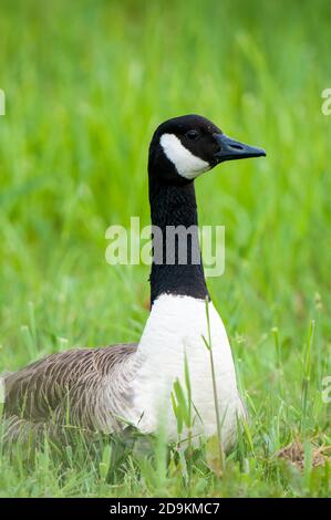 An adult canada goose (Branta canadensis) sitting in short grass with head held high to watch over its goslings at Crossness Nature Reserve in the Lon Stock Photo