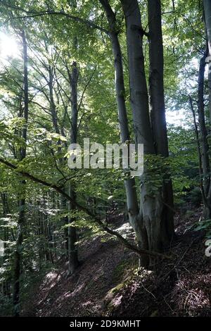 Germany, Bavaria, Upper Bavaria, Altötting district, beech forest in summer Stock Photo