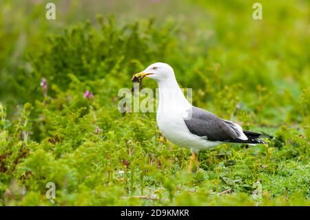 An adult lesser black-backed gull (Larus fuscus) gathering nesting material on the island of Skomer, Pembrokeshire, Wales. May.