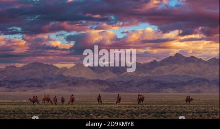 Bactrian Camels on a pasture in Mongolia at sunset. Panorama of the pasture. Source of meat, milk and wool. Camel down, a favorite souvenir of Stock Photo