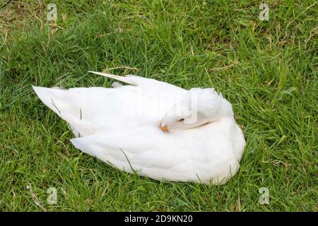white crested duck sleeping in the grass Stock Photo
