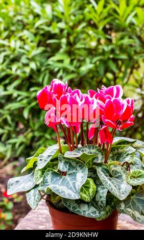 cyclamen persicum in a pot,The background is a green tree. Stock Photo